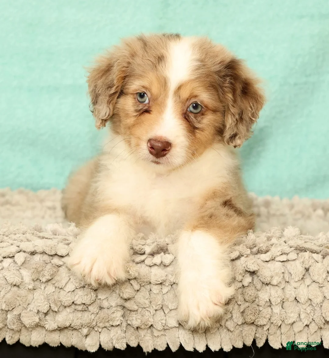 Mini Aussiedoodle dogs for sale: Lance - Ad 1