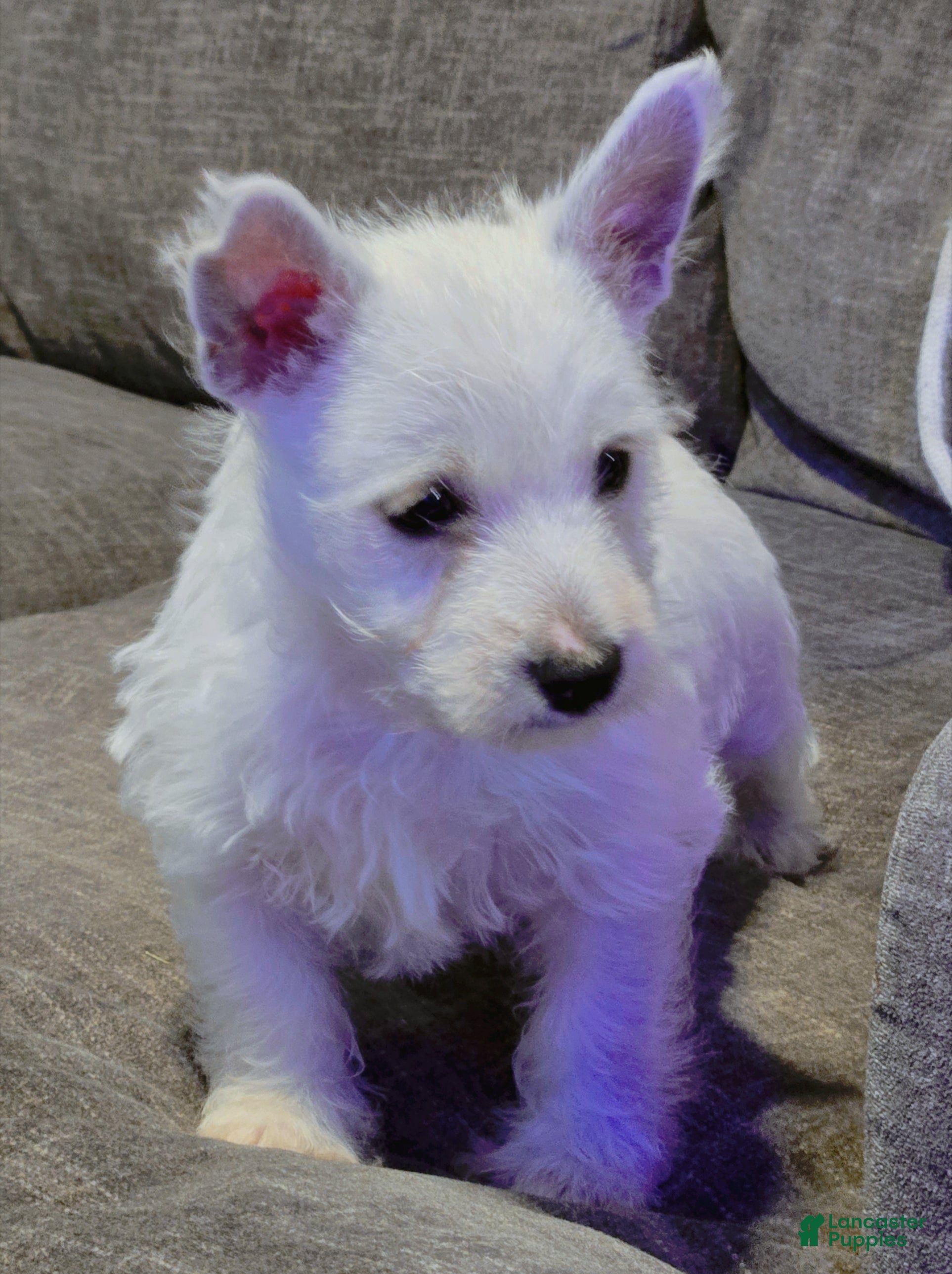 West Highland Terrier dogs Olaf - Ad 11