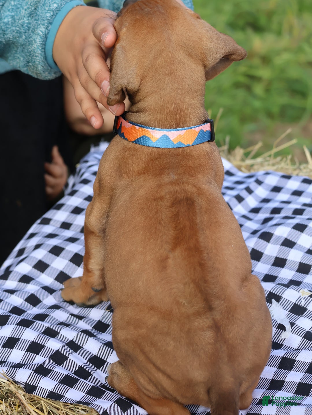 Rhodesian Ridgeback dogs for sale: Gunnar - Ad 3