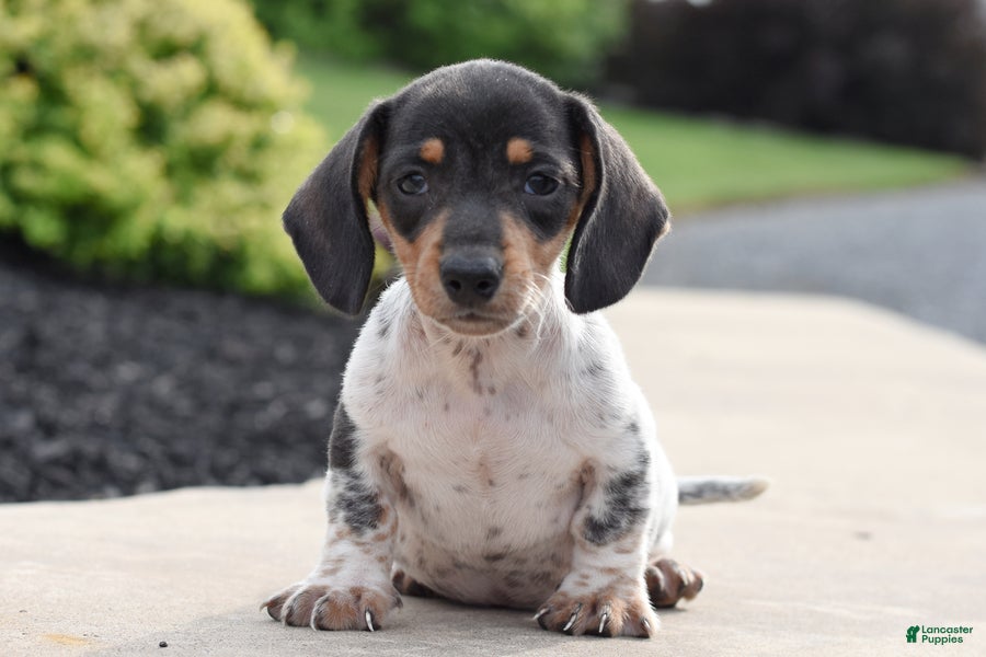 Miniature Dachshund dogs Yoyo - Ad 2