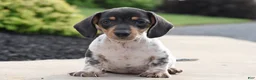 Miniature Dachshund dogs for sale: Yoyo - Ad 2