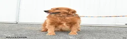 Golden Retriever dogs for sale: Gordon - Ad 3