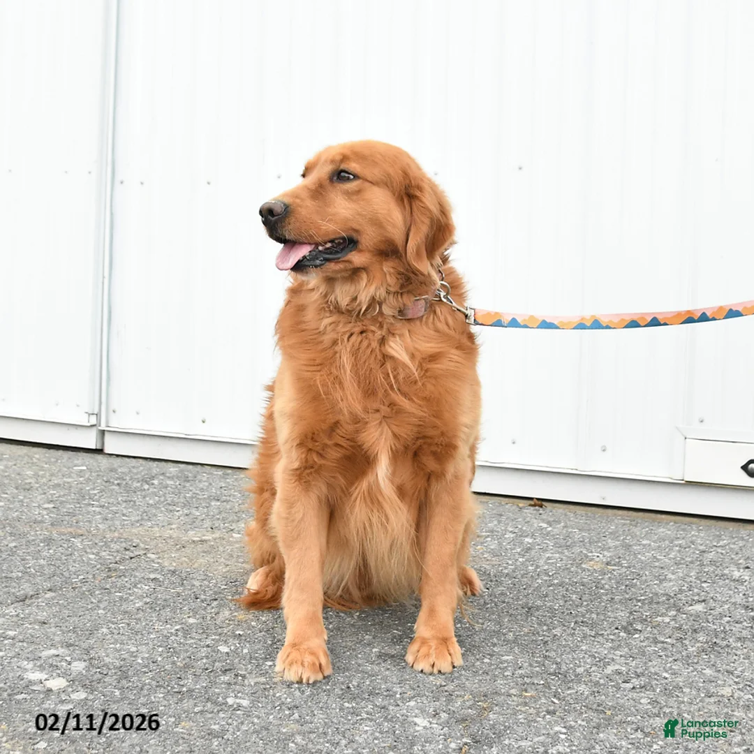 Golden Retriever dogs for sale: Gordon - Ad 3