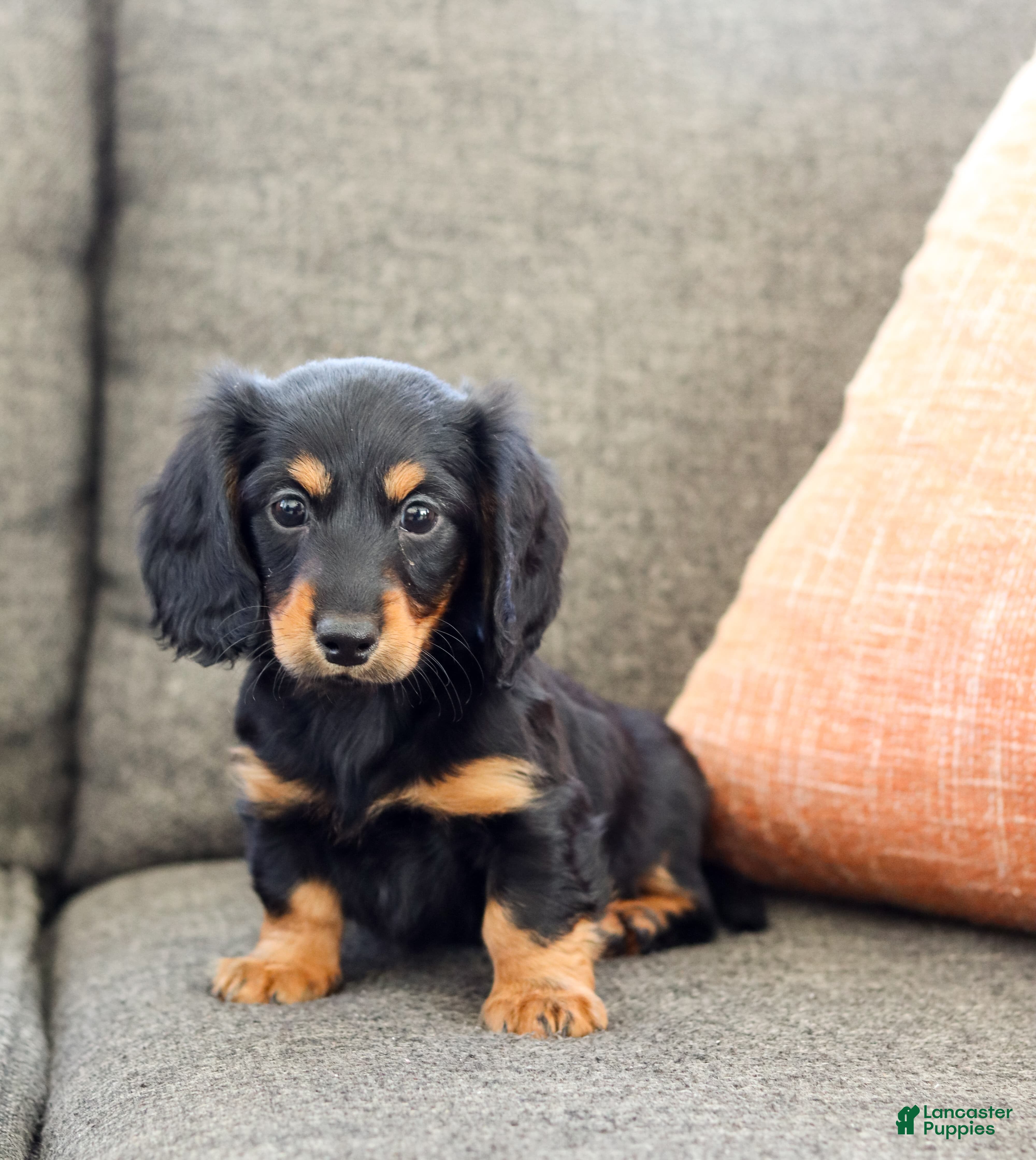 Miniature Dachshund dogs Indie - Ad 5