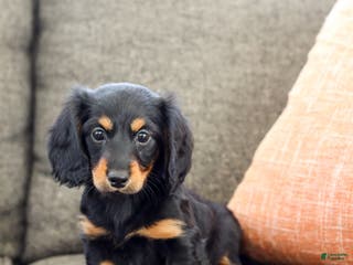 Miniature Dachshund dogs Indie - Ad 7
