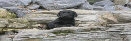 Labrador Retriever dogs for sale: Sally Labrador Retriever  - Ad 11