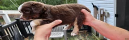 Miniature Australian Shepherd dogs for sale: Miniature Australian Shepherd 1 - Ad 3