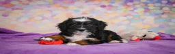 Mini Bernedoodle dogs for sale: Samantha - Ad 5