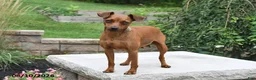 Miniature Pinscher dogs for sale: Taffy - Ad 6