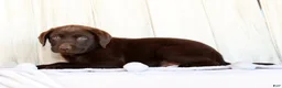 Labrador Retriever dogs for sale: Remy - Ad 7