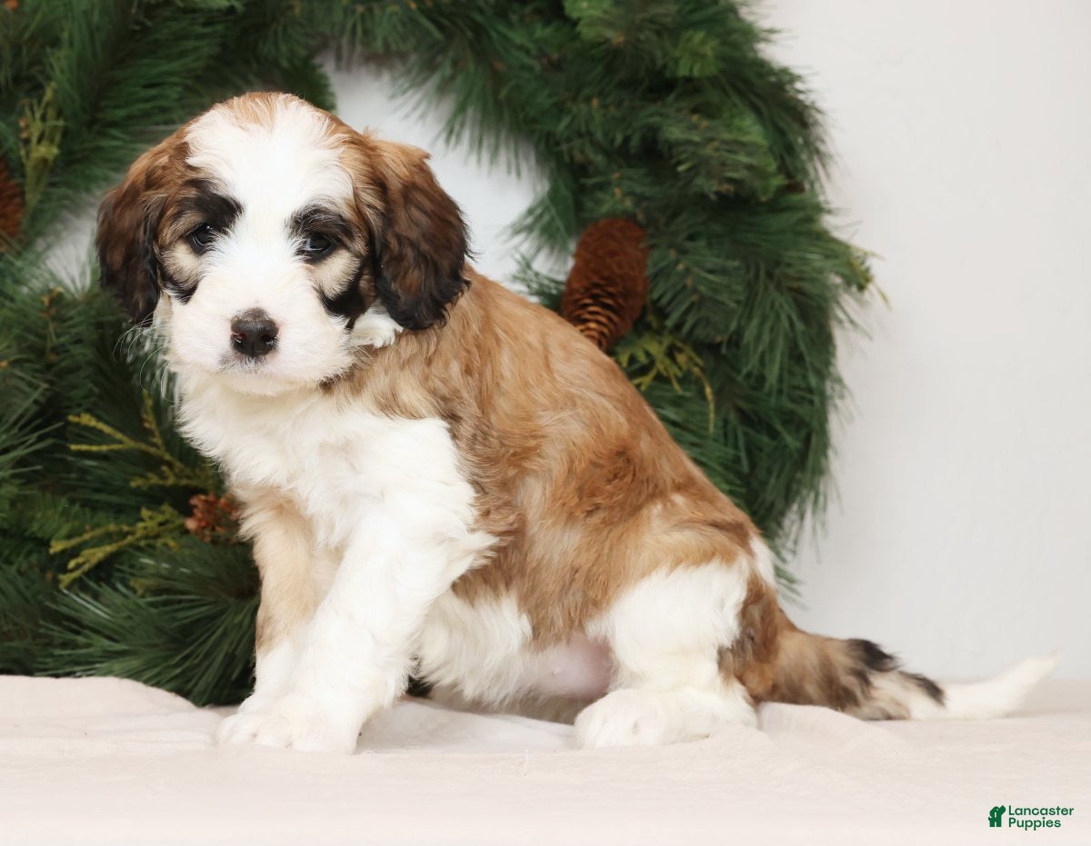 Saint Berdoodles dogs Ariel - Ad 1