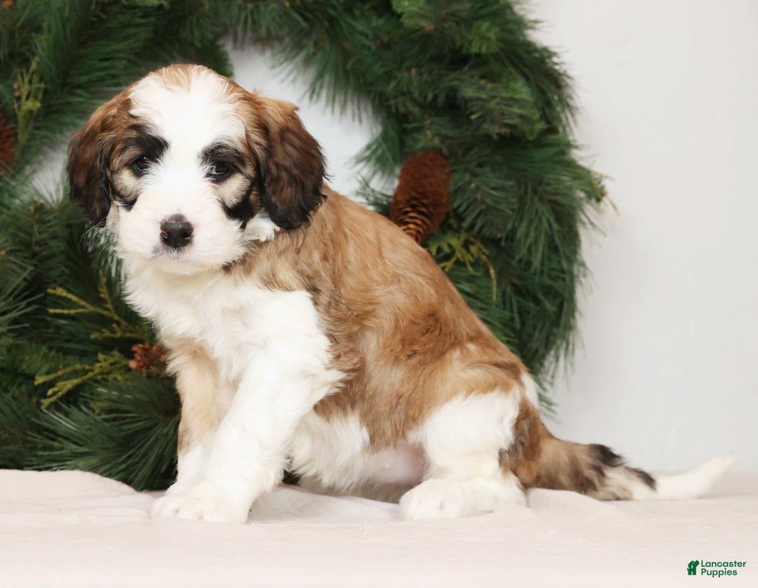 Saint Berdoodles dogs for sale: Ariel - Ad 1