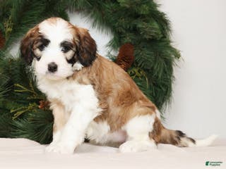 Saint Berdoodles dogs Ariel - Ad 11