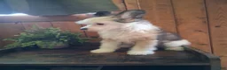 Chinese Crested dogs for sale: Chinese Crested 1 - Ad 4