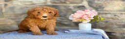 Goldendoodle dogs for sale: Milkshake - Ad 1
