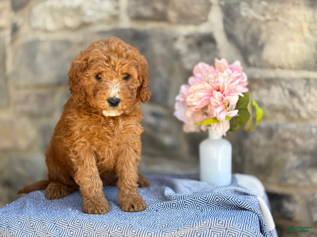 Goldendoodle dogs for sale: Milkshake - Ad 1