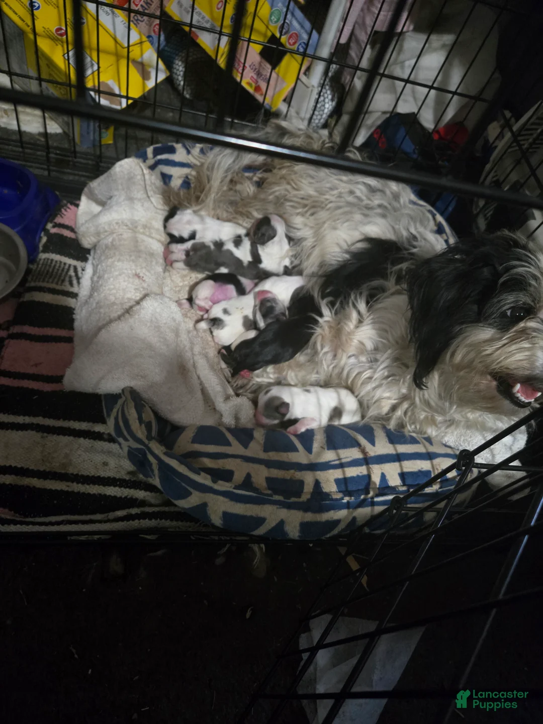 Mixed Breed dogs for sale: Mixed Breed Puppy 1 - Ad 2