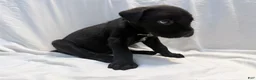 Cane Corso dogs for sale: Crowley AKC yellow/orange collar - Ad 20