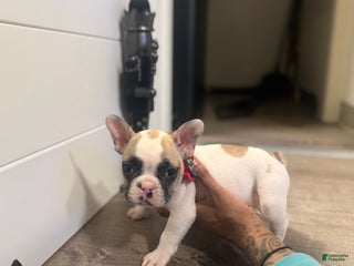 French Bulldog dogs French Bulldog Puppy 7 - Ad 9
