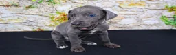 Great Dane dogs for sale: Woogie - Ad 19