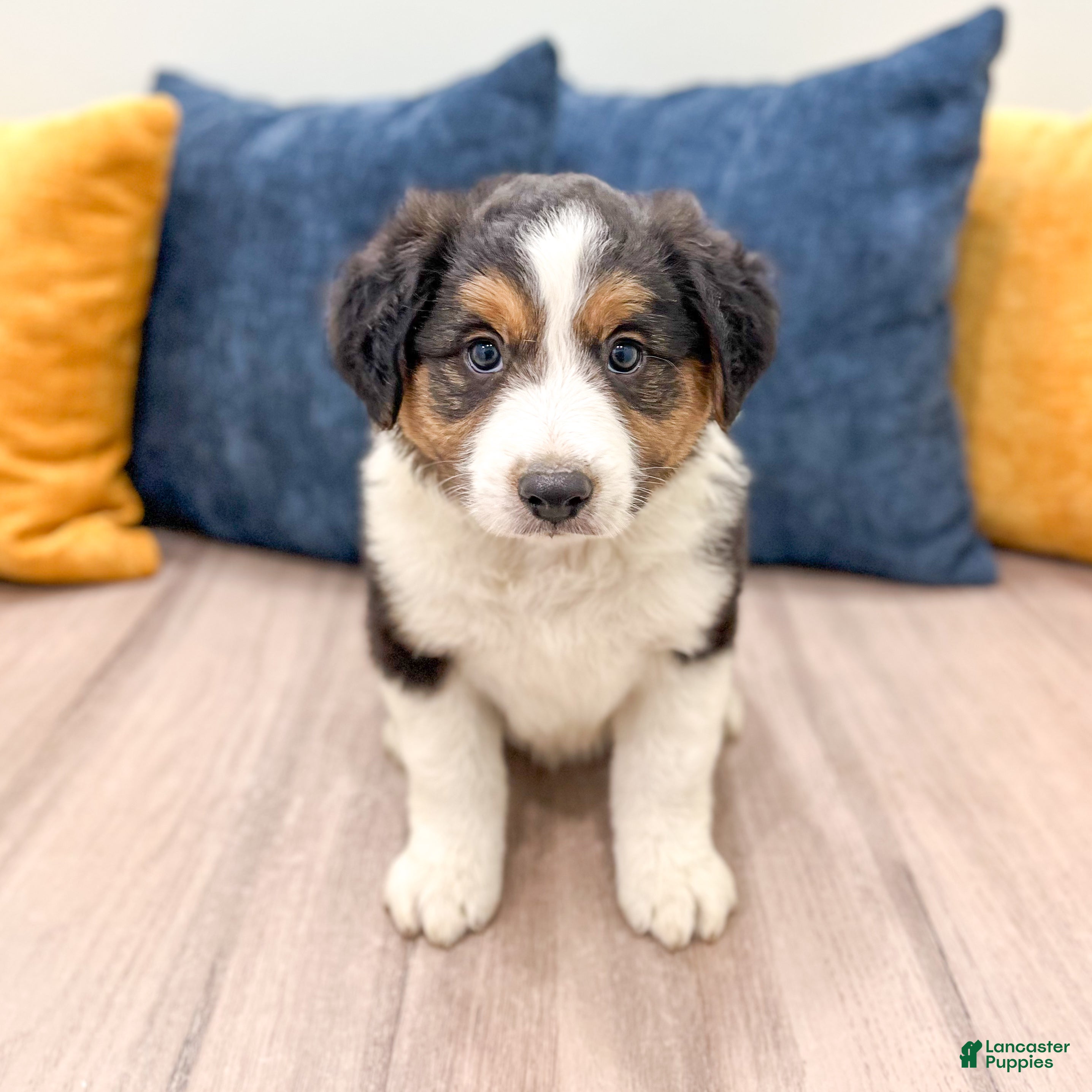 Australian Shepherd dogs Sammy - Ad 1