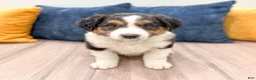 Australian Shepherd dogs for sale: Sammy - Ad 1