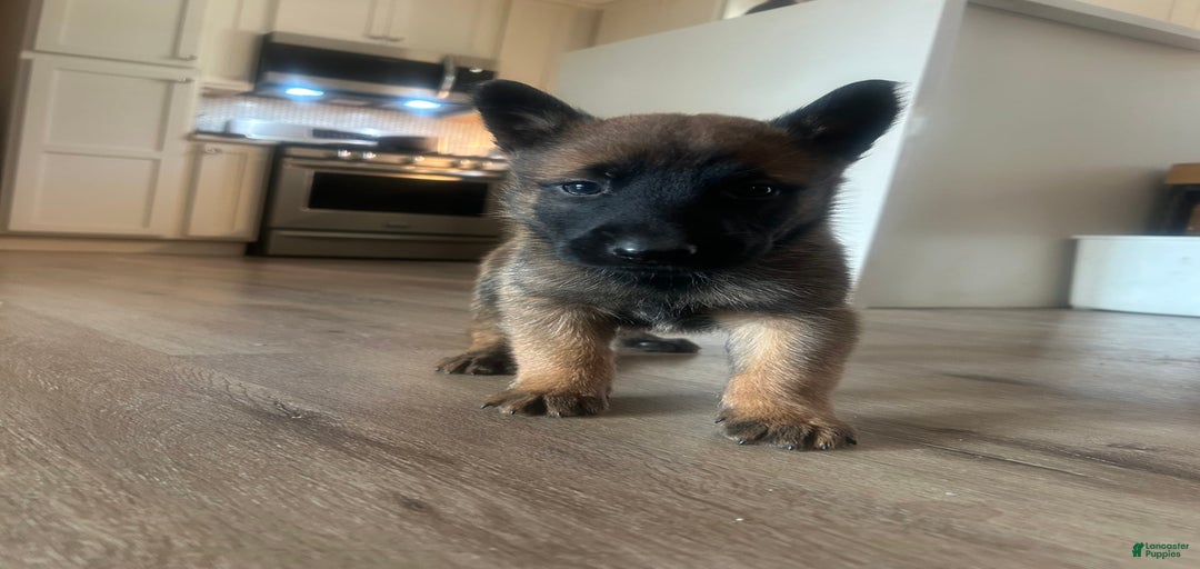 Gallery Image {{count}}