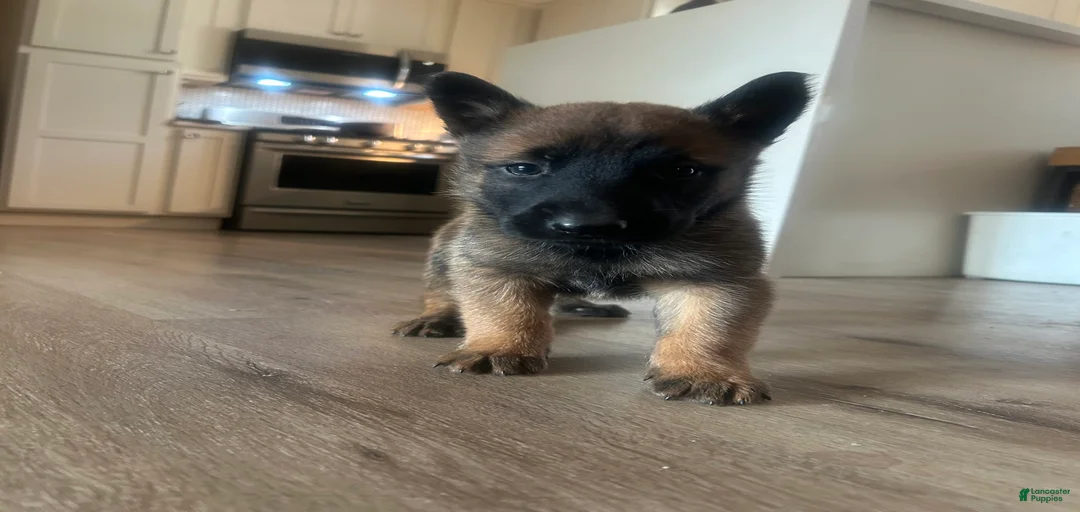 Gallery Image {{count}}