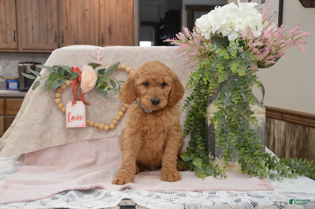 Goldendoodle dogs for sale: Rylan - Ad 8