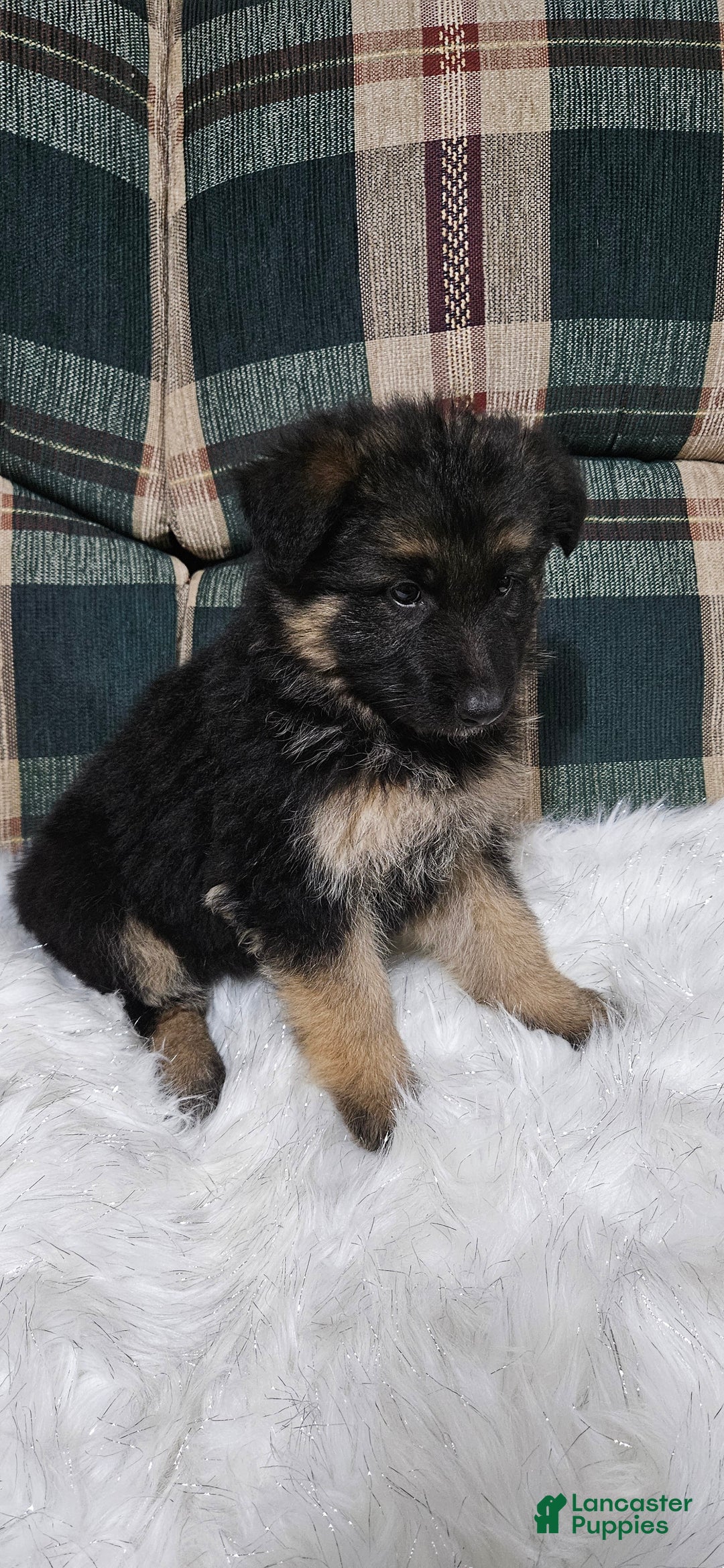 German Shepherd dogs for sale: Chloe - Ad 4