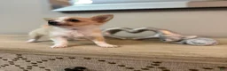 Chihuahua dogs for sale: AKC Dottie - Ad 3