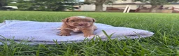 Mini Goldendoodle dogs for sale: Moose Mini Goldendoodle  - Ad 1
