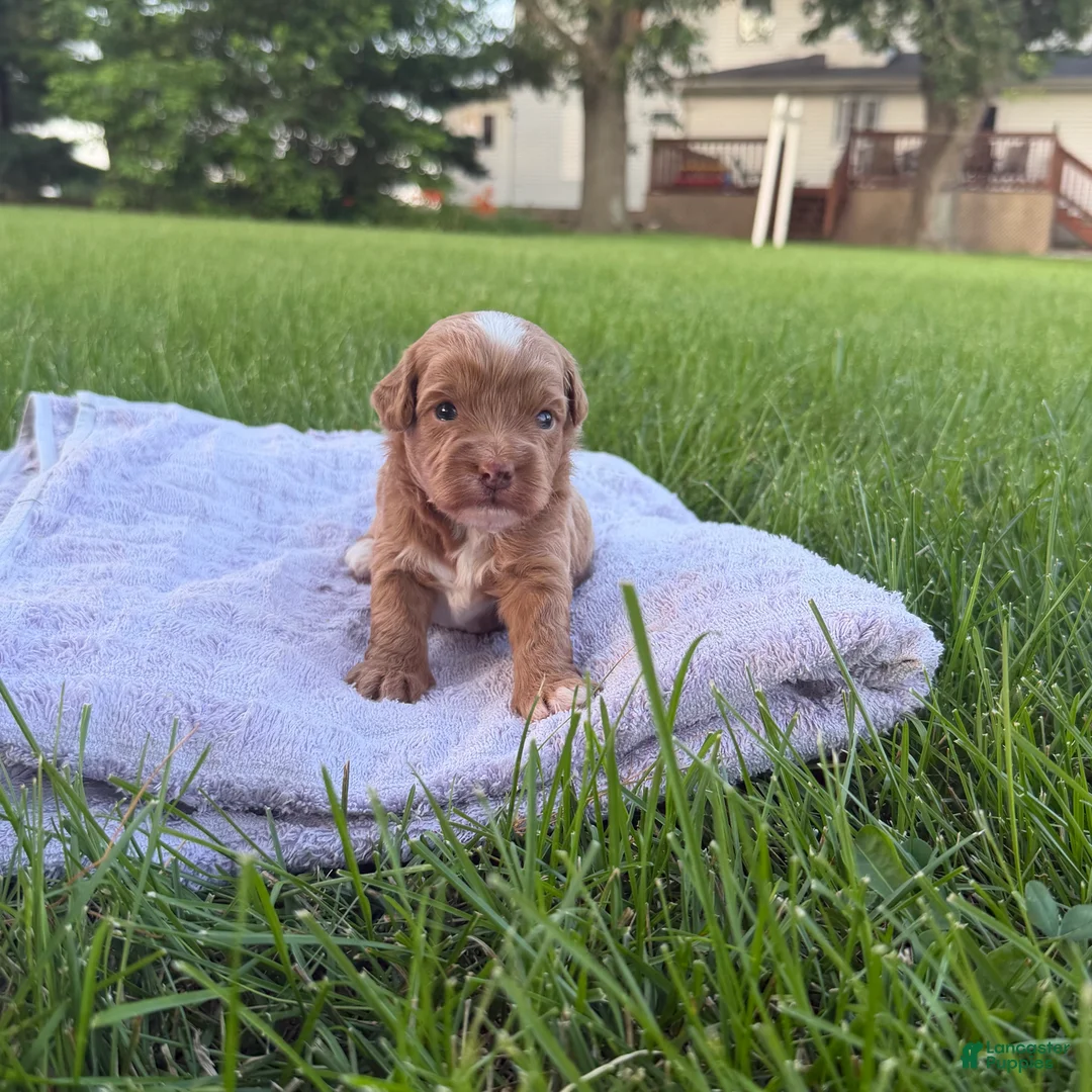 Mini Goldendoodle dogs for sale: Moose Mini Goldendoodle  - Ad 1