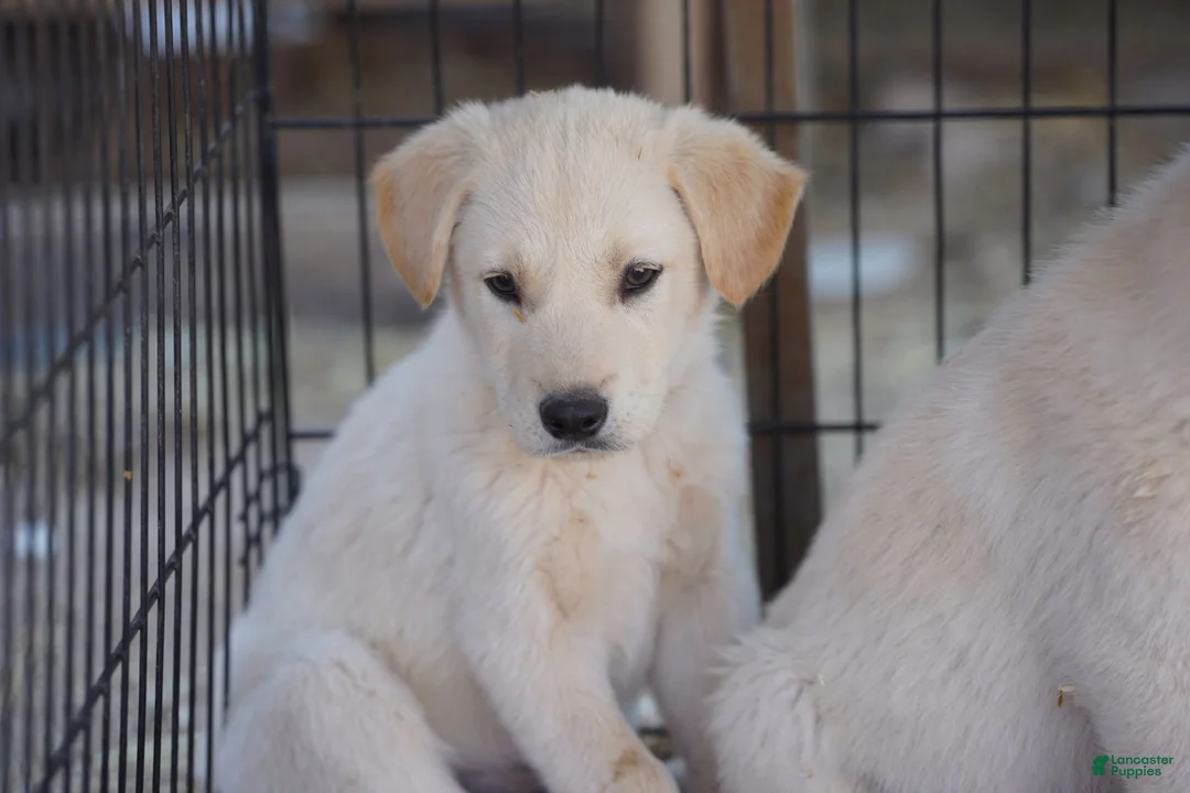 Mixed Breed dogs for sale: Toes M Lorek - Ad 5