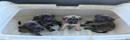 English Mastiff dogs for sale: Speckle - Ad 3