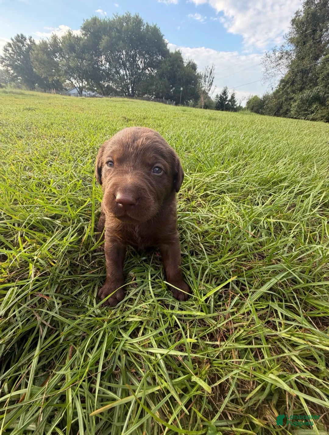 Labrador Retriever dogs for sale: Ethan - Ad 2