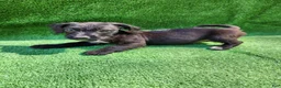 Mixed Breed dogs for sale: Slippers  - Ad 8