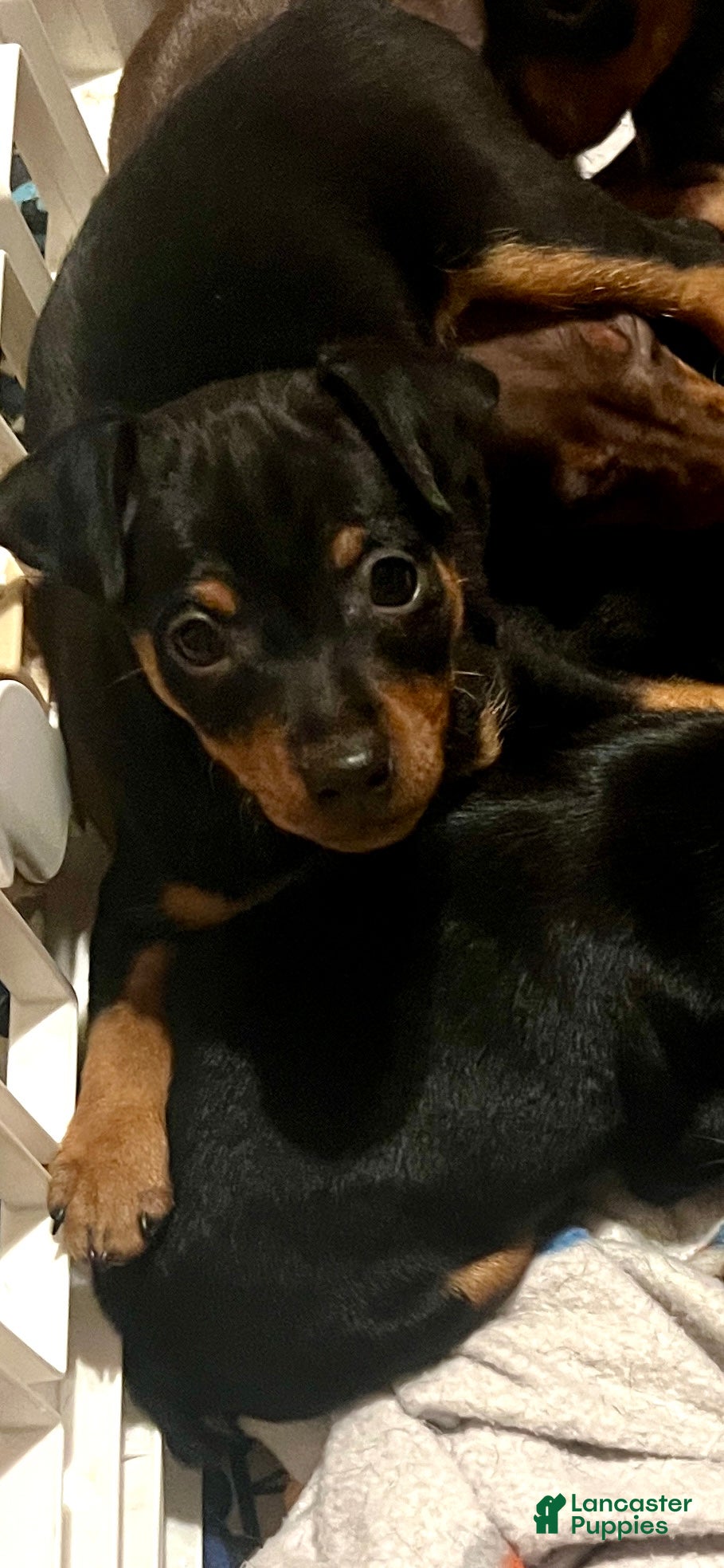 Miniature Pinscher dogs Jasper - Ad 1