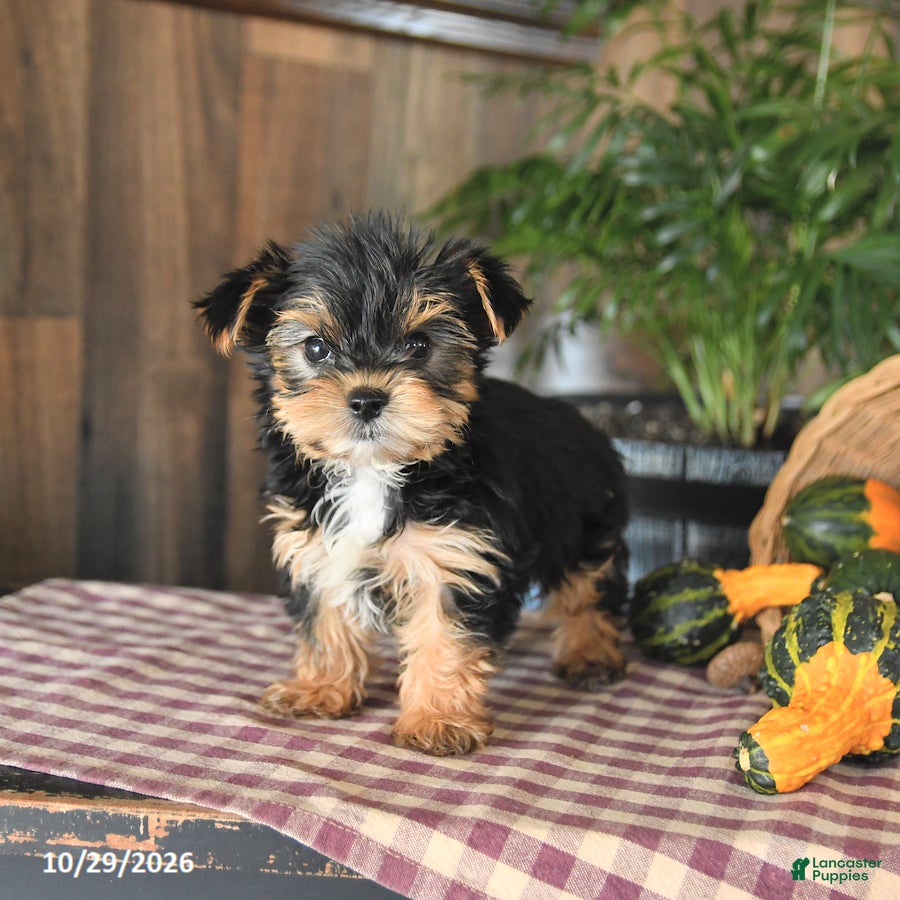 Yorkshire Terrier dogs for sale: Devin - Ad 2