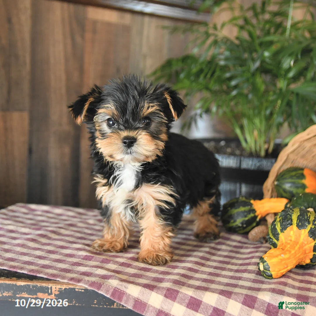 Yorkshire Terrier dogs for sale: Devin - Ad 2