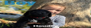 Houdini