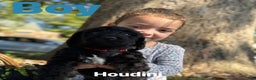 Mixed Breed dogs for sale: Houdini - Ad 1