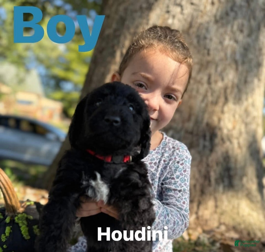 Mixed Breed dogs for sale: Houdini - Ad 1
