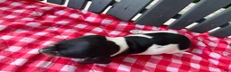 Miniature Dachshund dogs for sale: Willow - Ad 4
