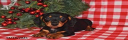 Miniature Dachshund dogs for sale: Wiggles - Ad 2