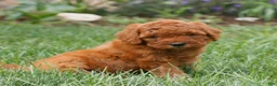 Miniature Labradoodle dogs for sale: Faith  - Ad 3