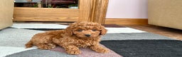 Cavapoo dogs for sale: Cavapoo male Puppy 2 - Ad 4