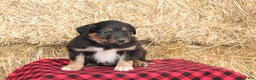 English Shepherd dogs for sale: Tommy - Ad 4