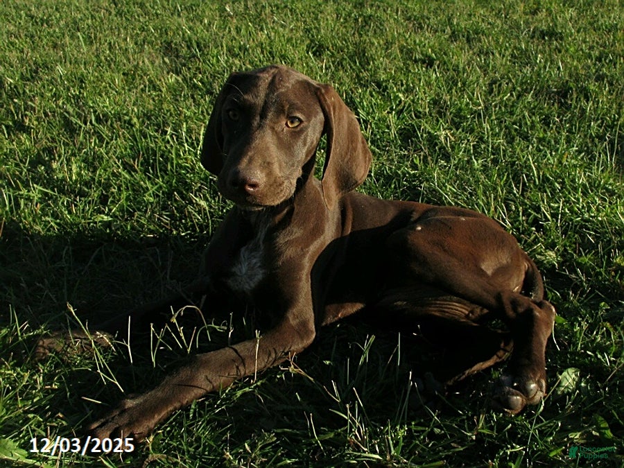 German Shorthaired Pointer dogs Ruby - Ad 4