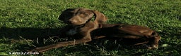 German Shorthaired Pointer dogs for sale: Ruby - Ad 1